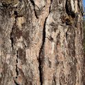 Pinus nigra ecorce